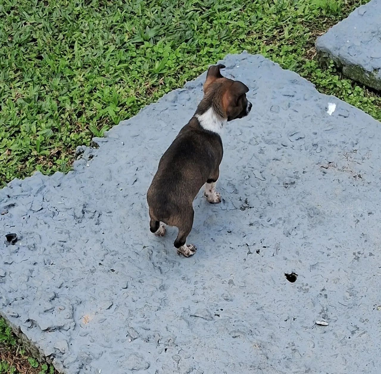 Cachorro  - Foto 2