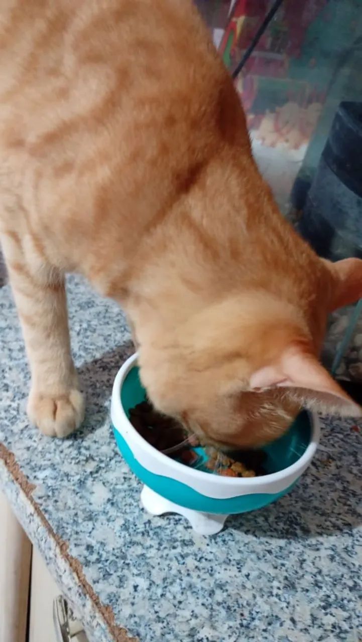 Adote seu pet e faça ele feliz  - Foto 2