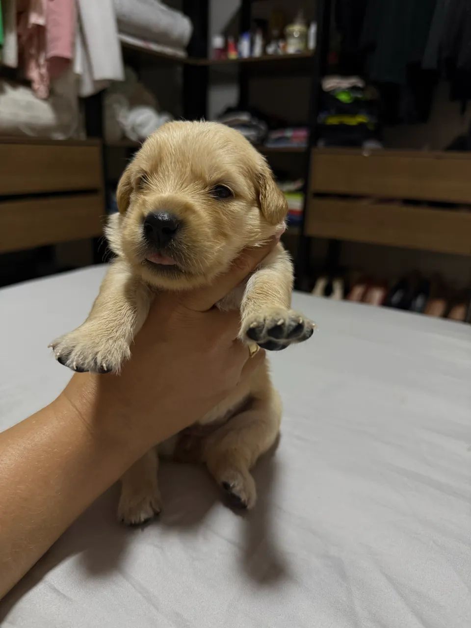 Golden retriever - Foto 3