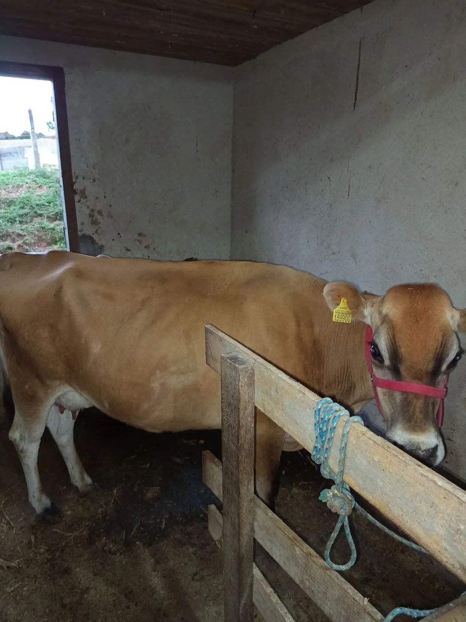 Vendo vaca gersey 