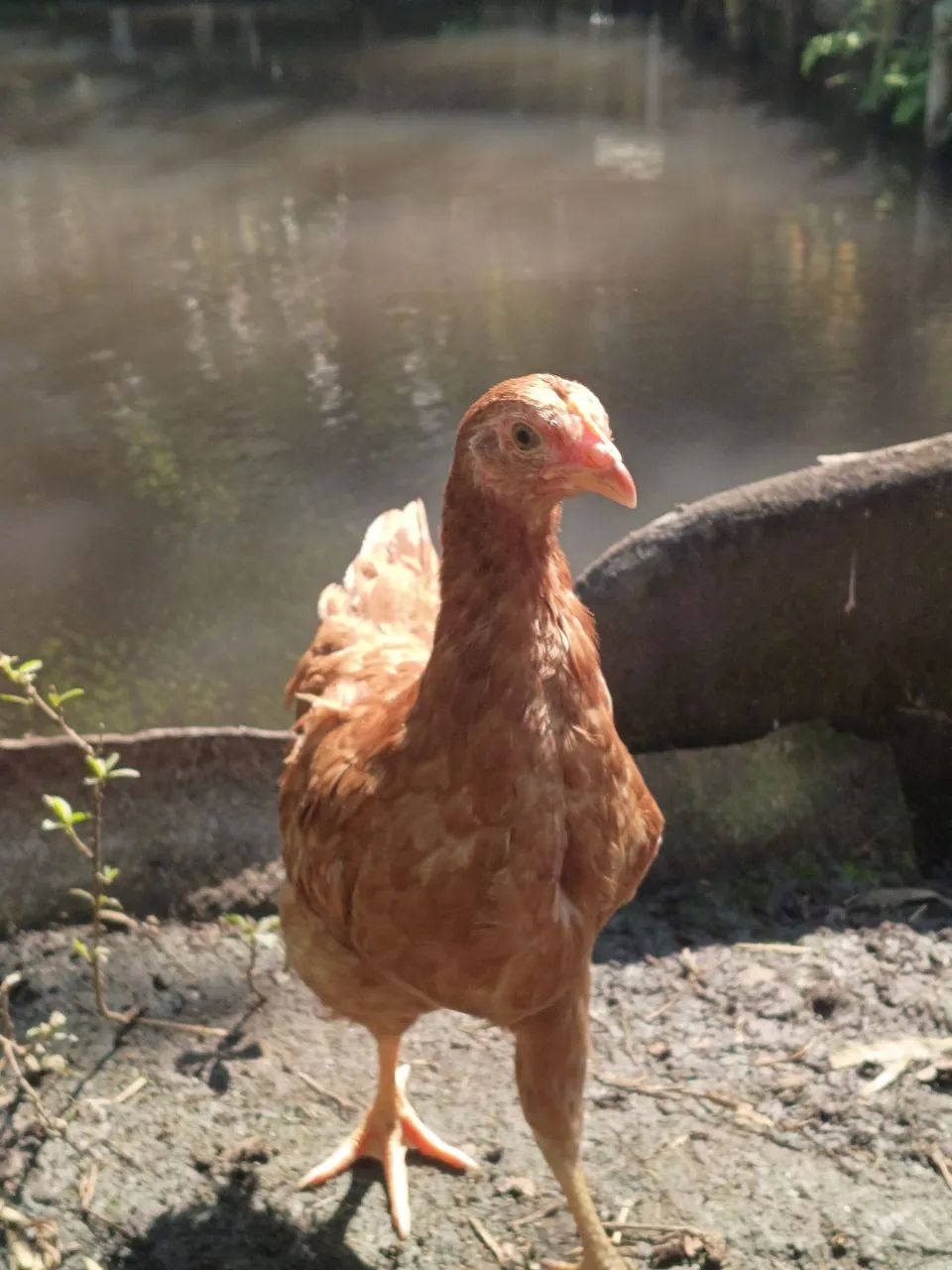 Faço rolo  - Foto 2