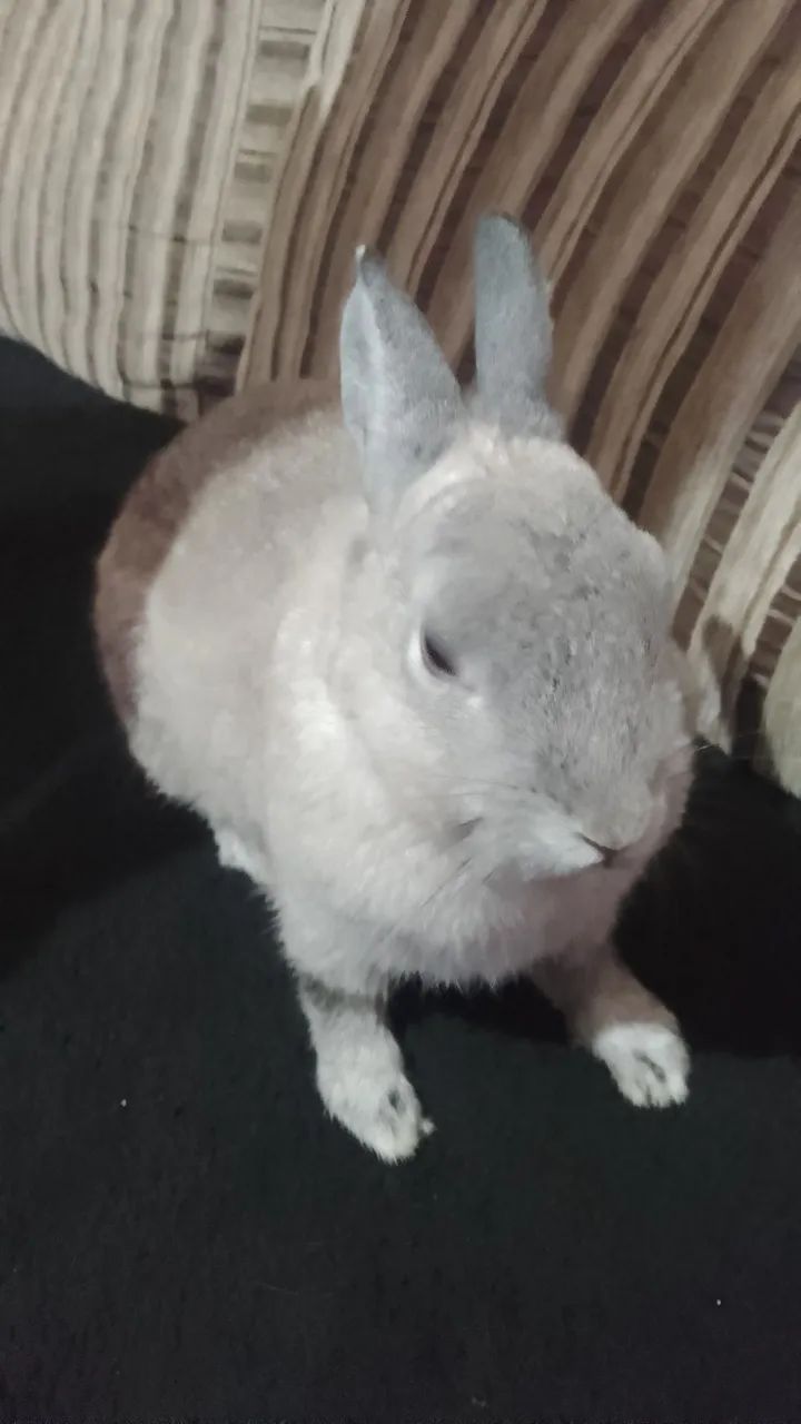 Coelho de estimação de raça 