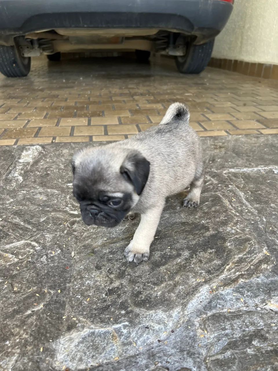 Filhotes de pug 
