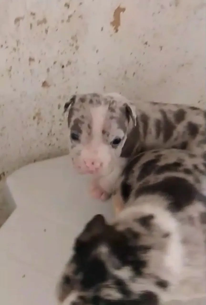 American Bully Pocket  - Foto 3