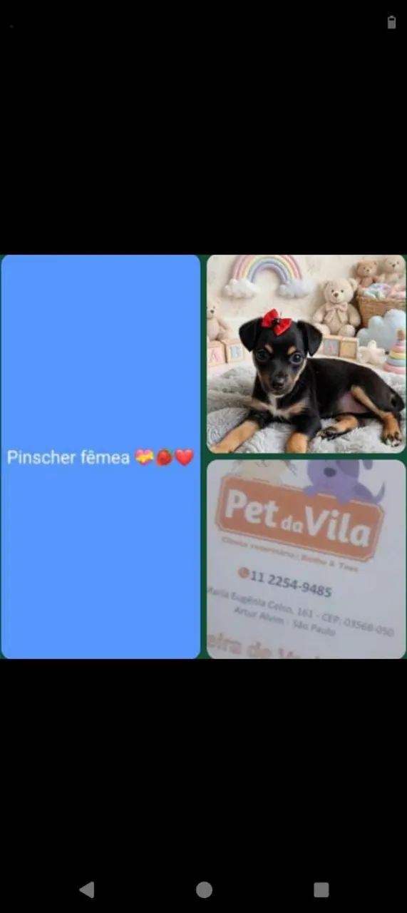 Pinscher 