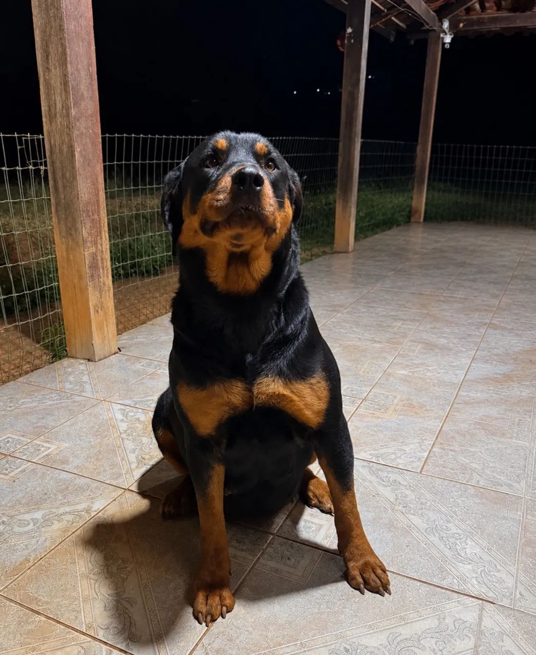Filhotes de Rottweiler - Foto 4