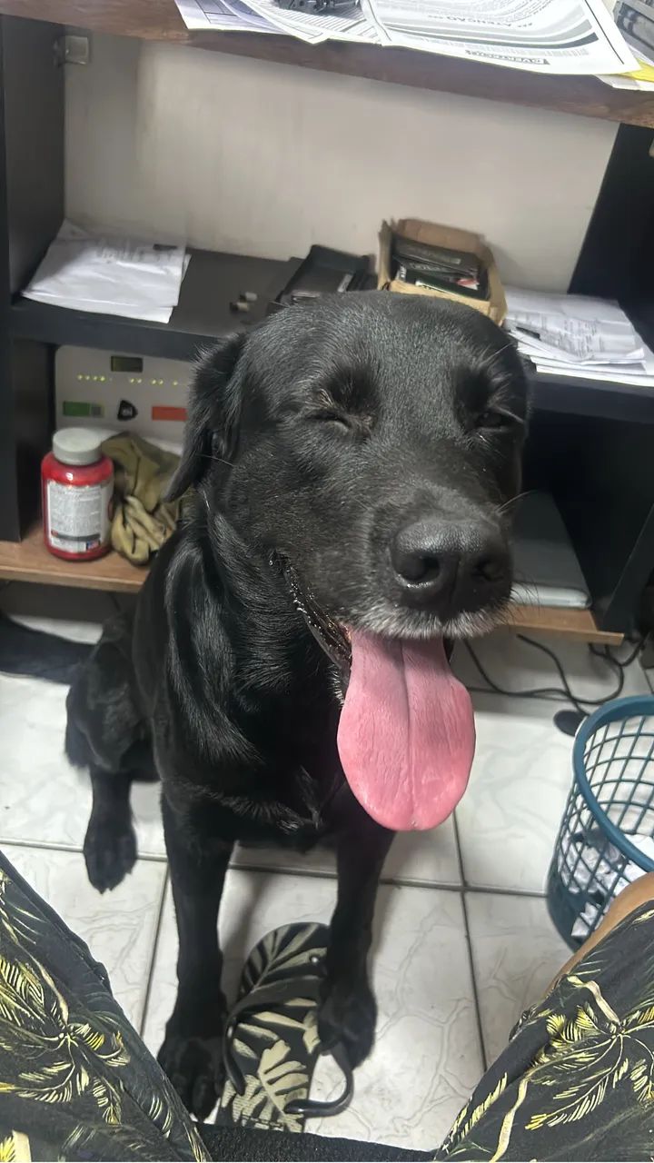 Labrador  - Foto 3