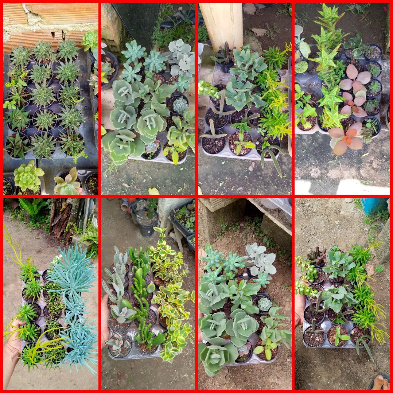suculentas  - Foto 2