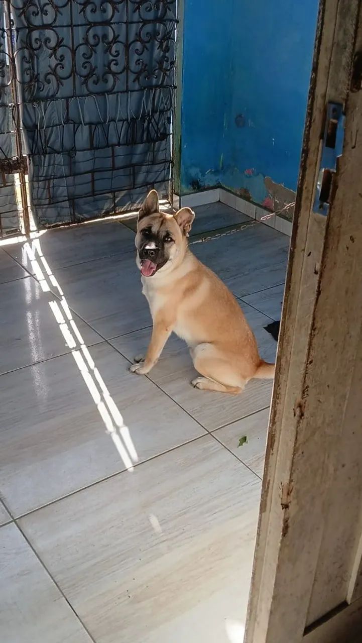 Doação de cachorro ?  - Foto 2