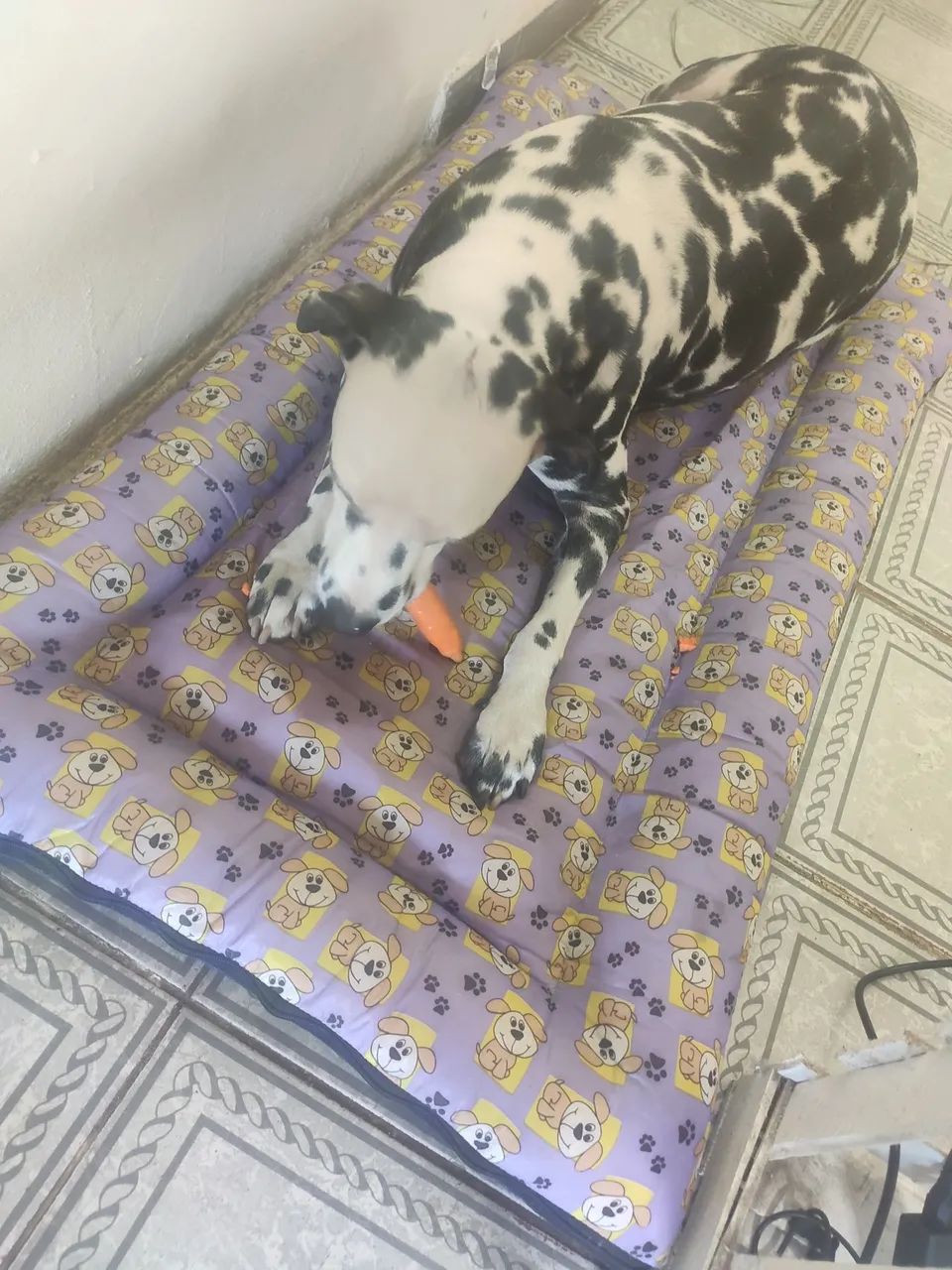 Doação responsável de Dálmata  - Foto 3