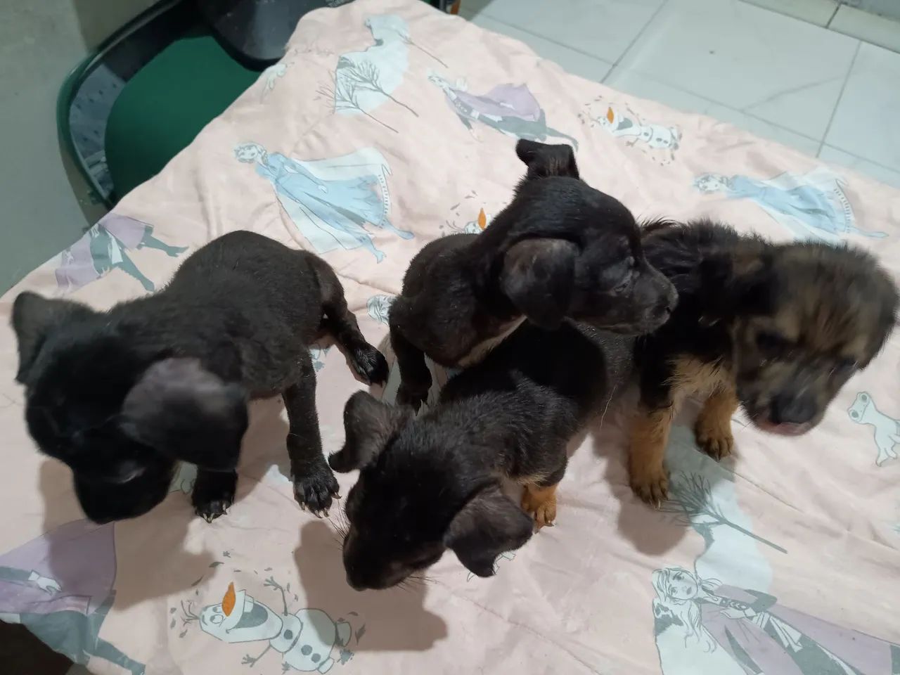 Pequenos