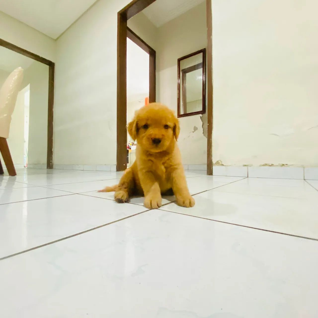 Golden Retriever  - Foto 4