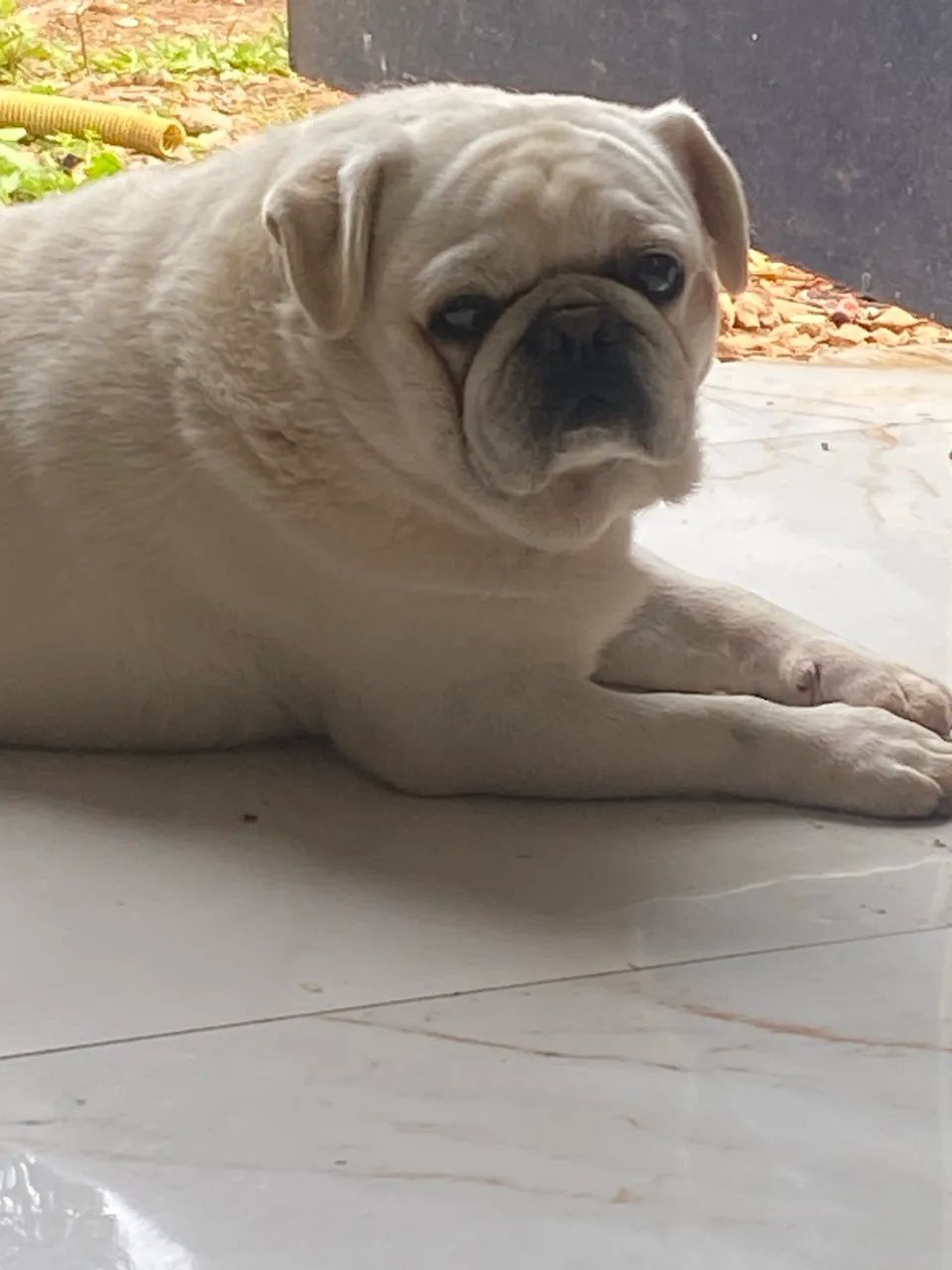 Pug Branco macho  - Foto 3
