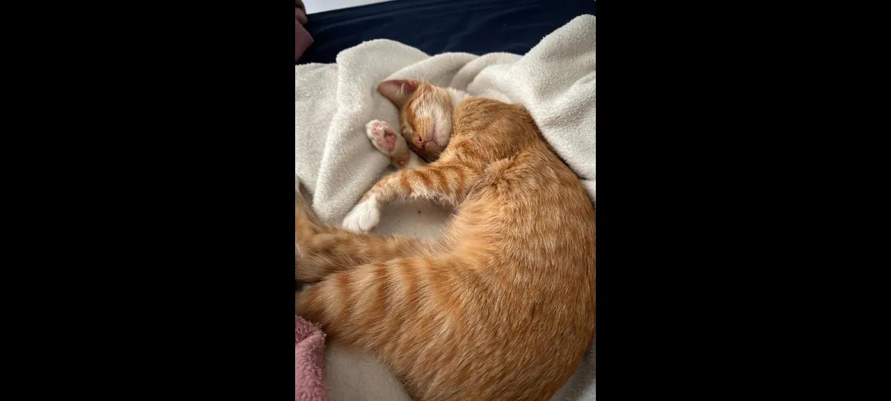 Gatas  - Foto 4