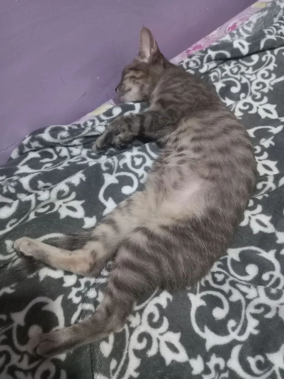 Animais instimação - Foto 3