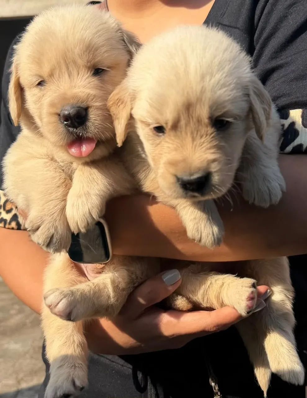 Cachorro  - Foto 2