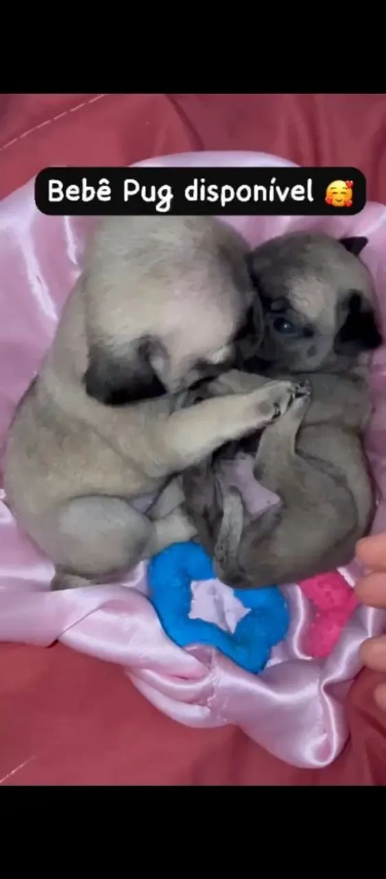 Pug