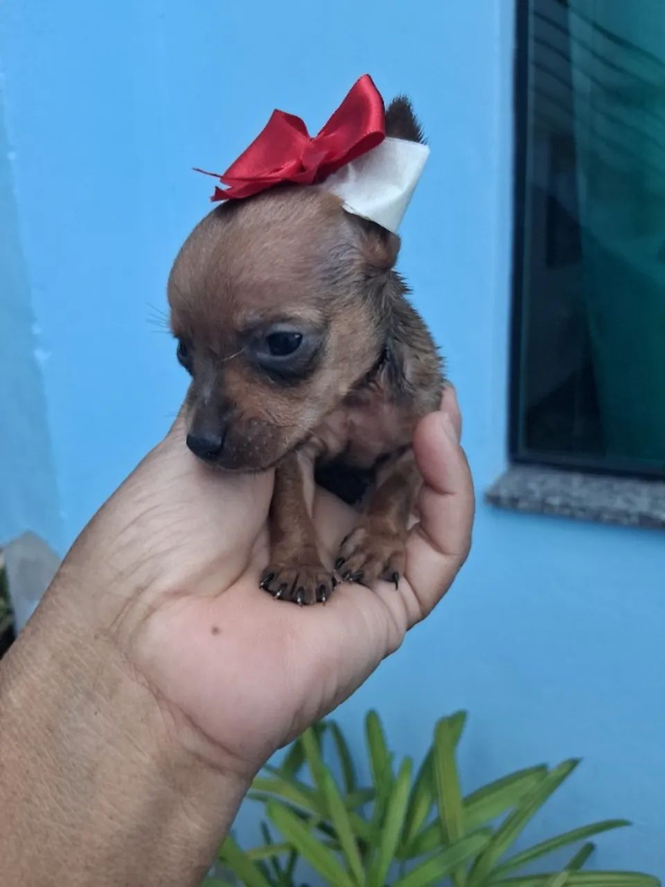 Femeas de pinche zero - Foto 4