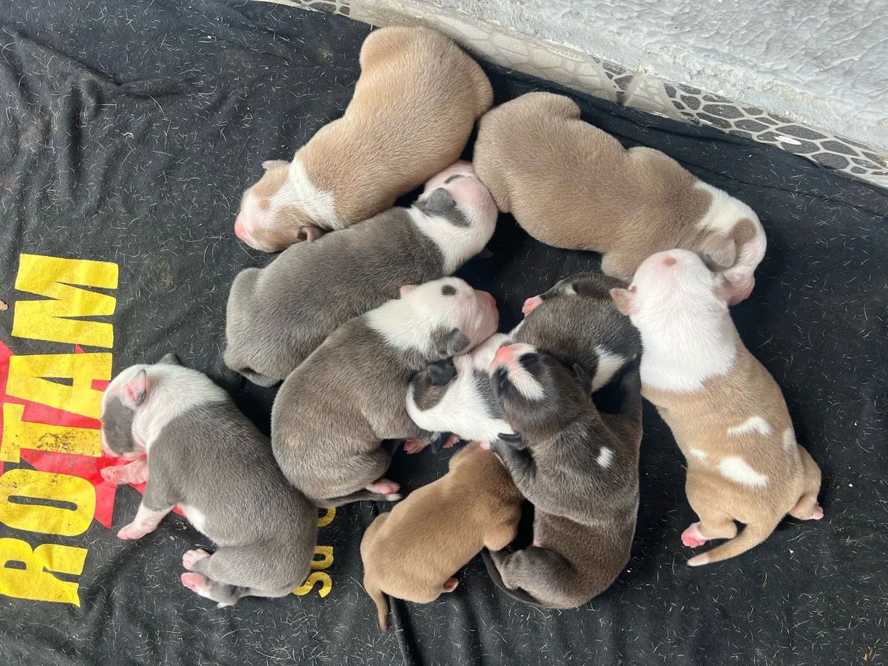 Vendo Filhotes de PitBull - Foto 2