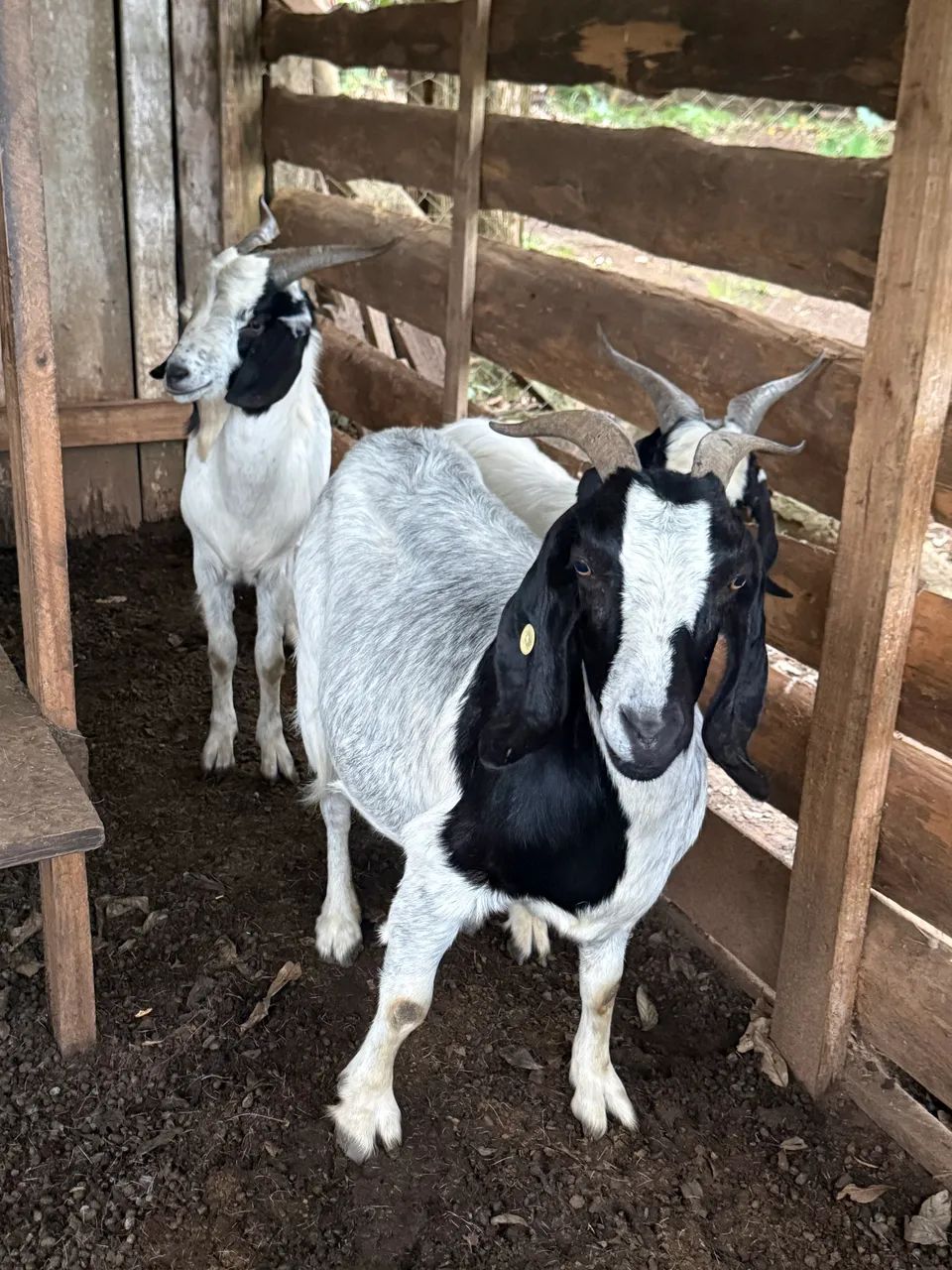 Cabras De Leite Prenha e bodes - Foto 3