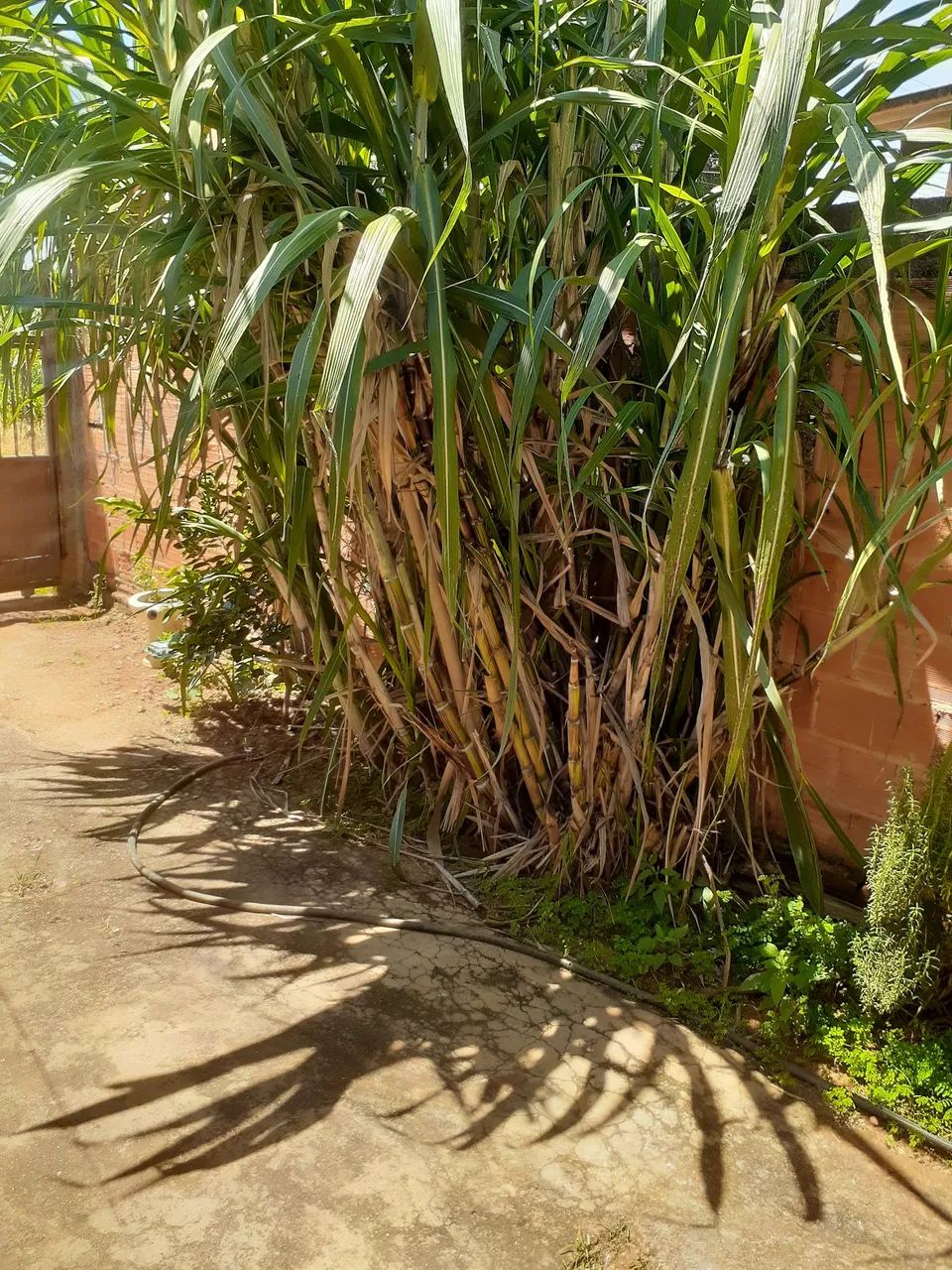 Cana de açucar - Foto 2