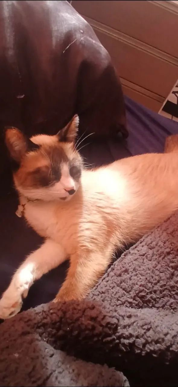 Doa-se uma gata