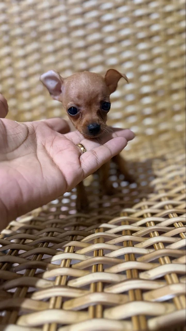 Pinscher - Foto 2