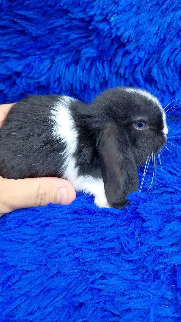 Mini coelho Lop Uruguai bicolor olhos azuis  - Foto 3