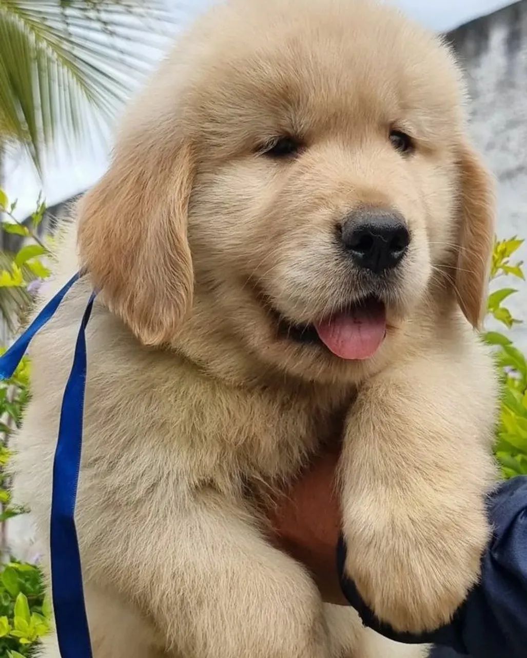 Golden retriever fofuxo