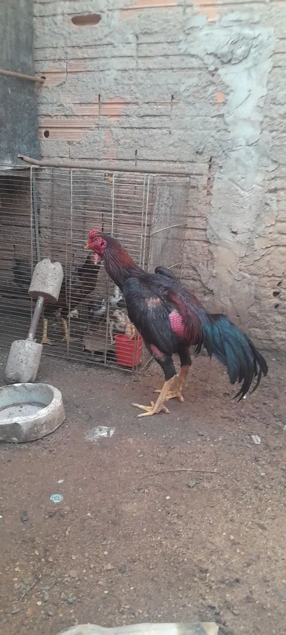 Frangos de procedência a venda.  - Foto 2