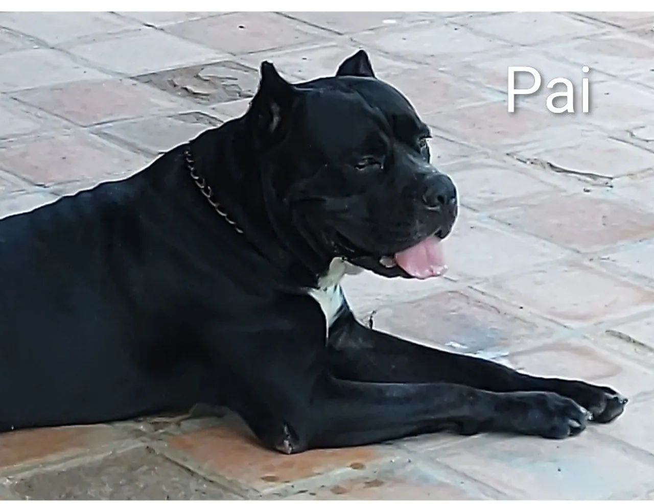 Filhotes de Cane Corso  - Foto 2