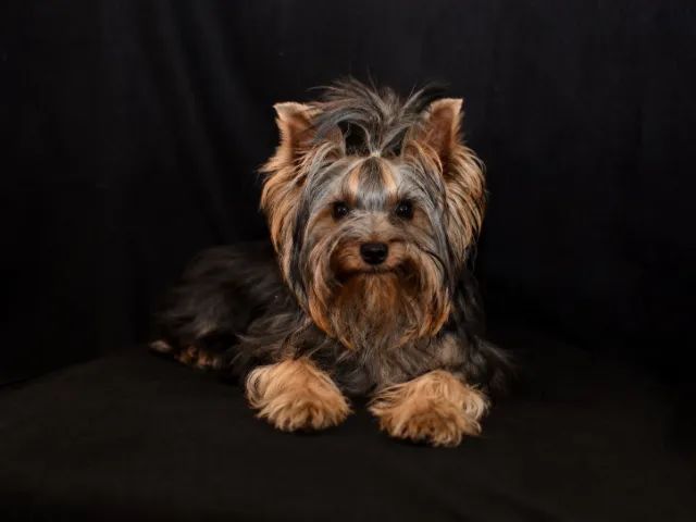 Yorkie Macho