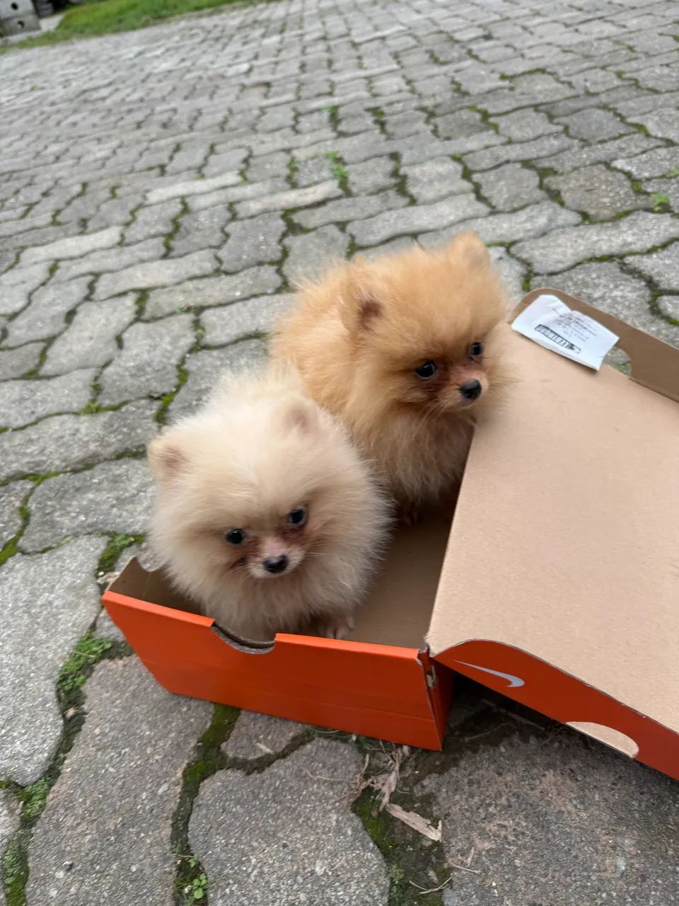 Lulu da pomerania 600 gramas  - Foto 3