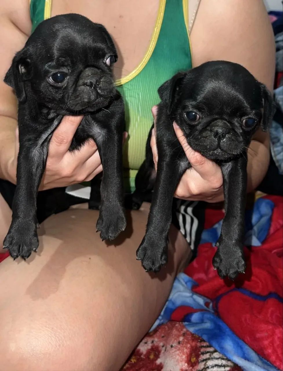 Cachorro pug macho 1.000 - Foto 4