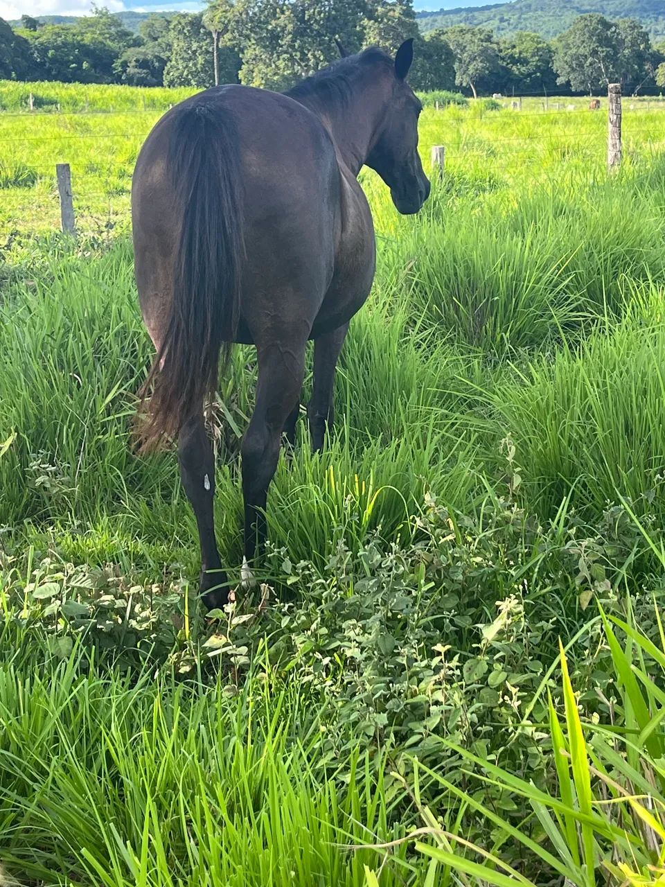 Égua quarto de milha  - Foto 2