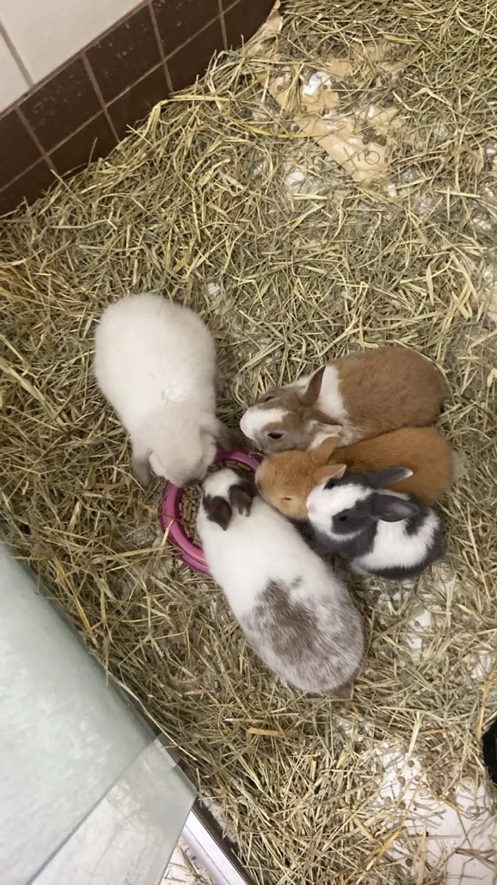 Mini coelhos  - Foto 5