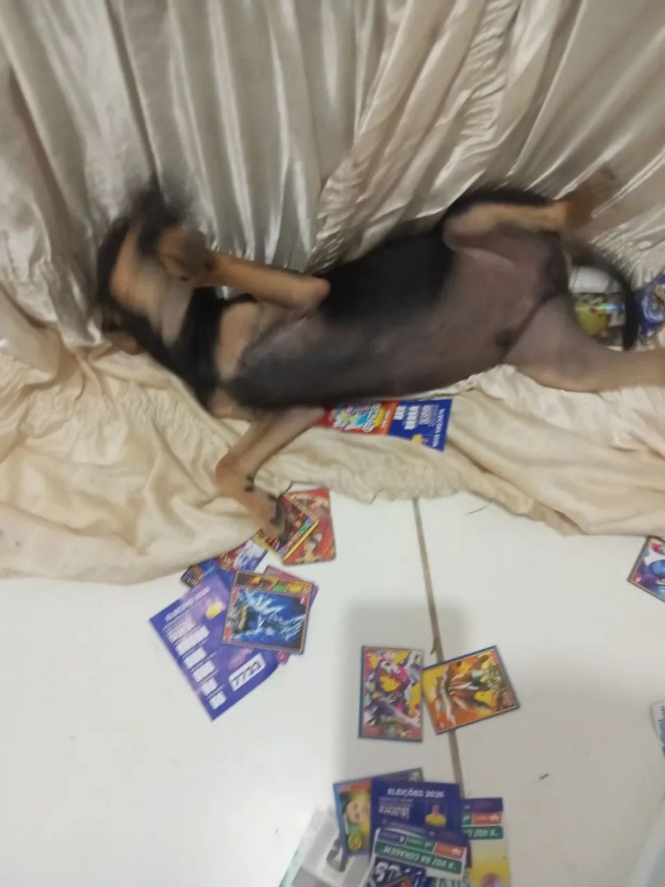 Vendo cachorro da raça pinscher