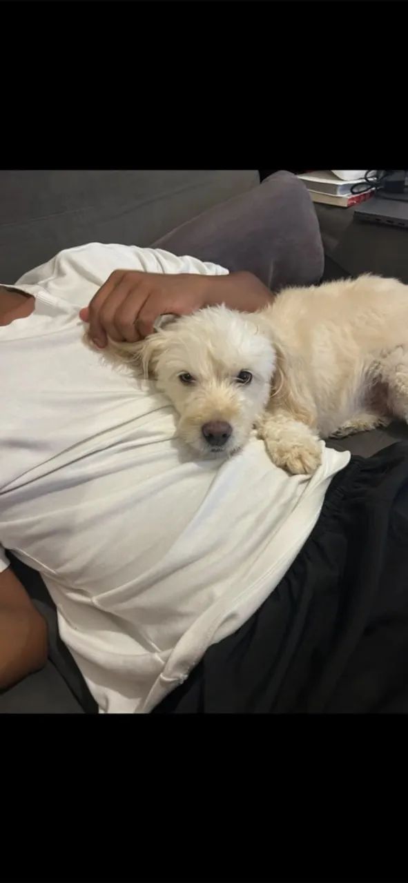 Doação cachorrinha