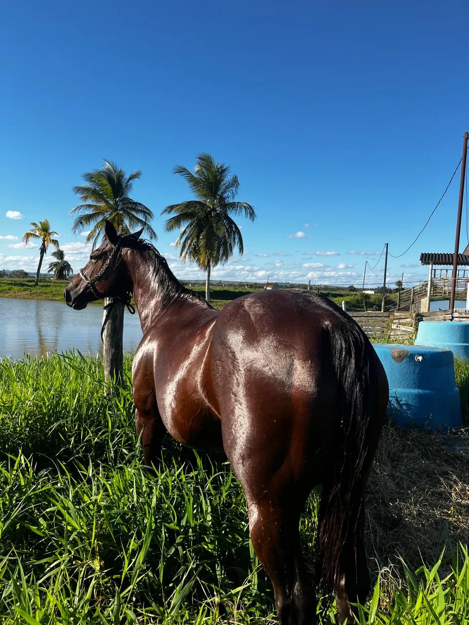 Égua QM a venda!  - Foto 2