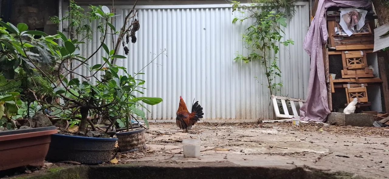 Galo belgian  - Foto 2