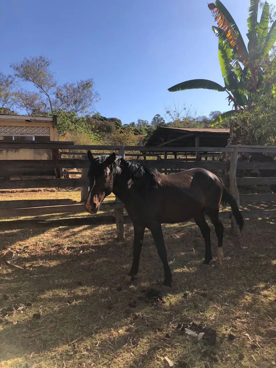 Cavalos - Foto 3