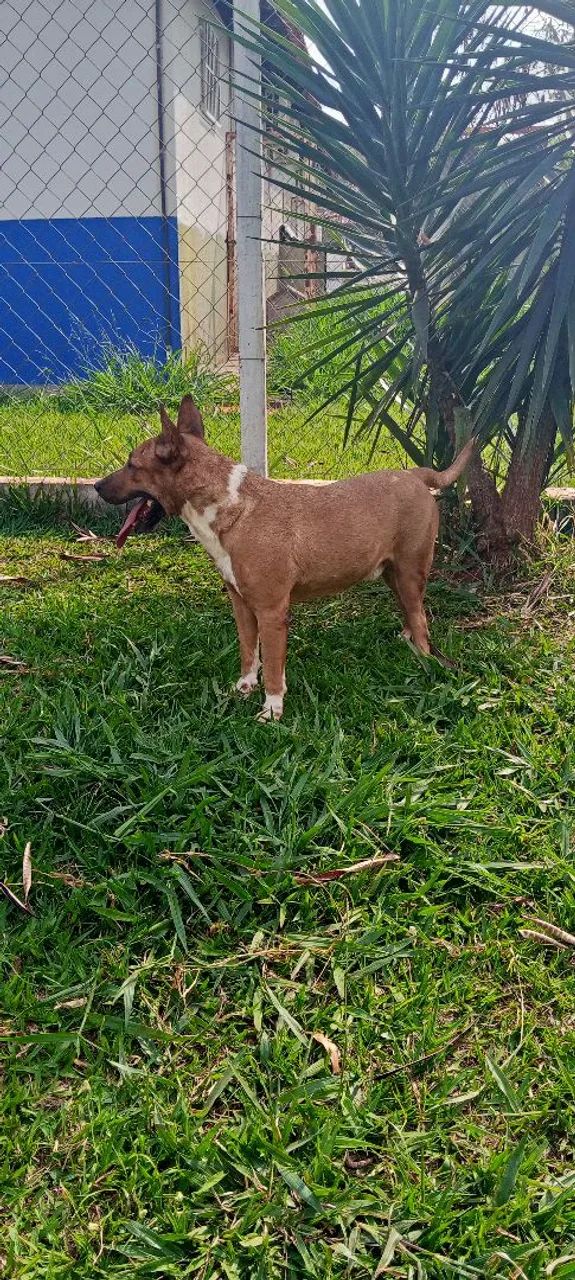 Adoção responsável lindo bull - Foto 2