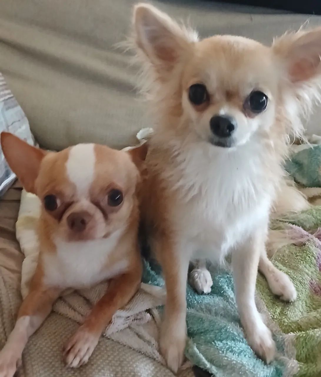 Chiuahua 