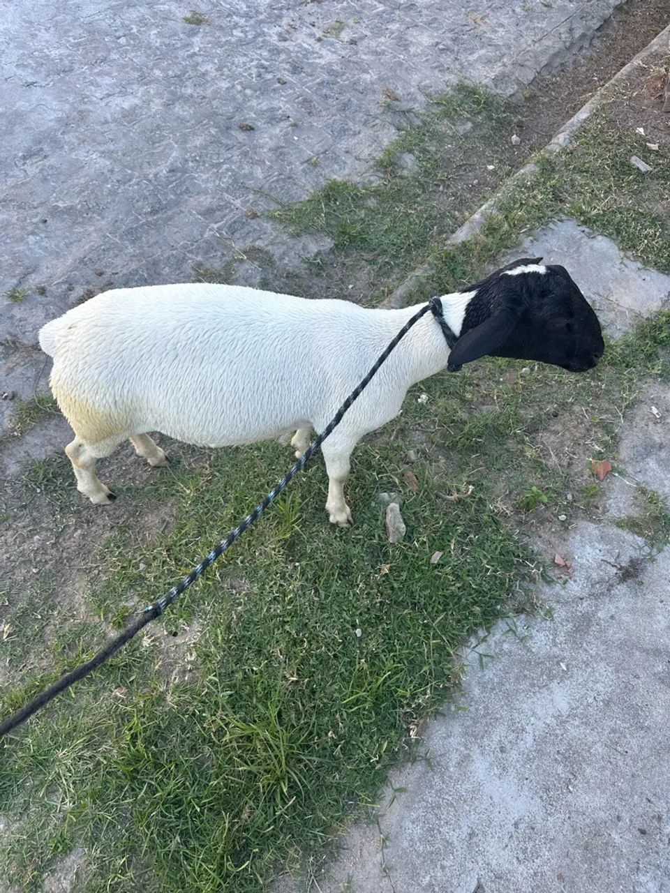 Carneiro 