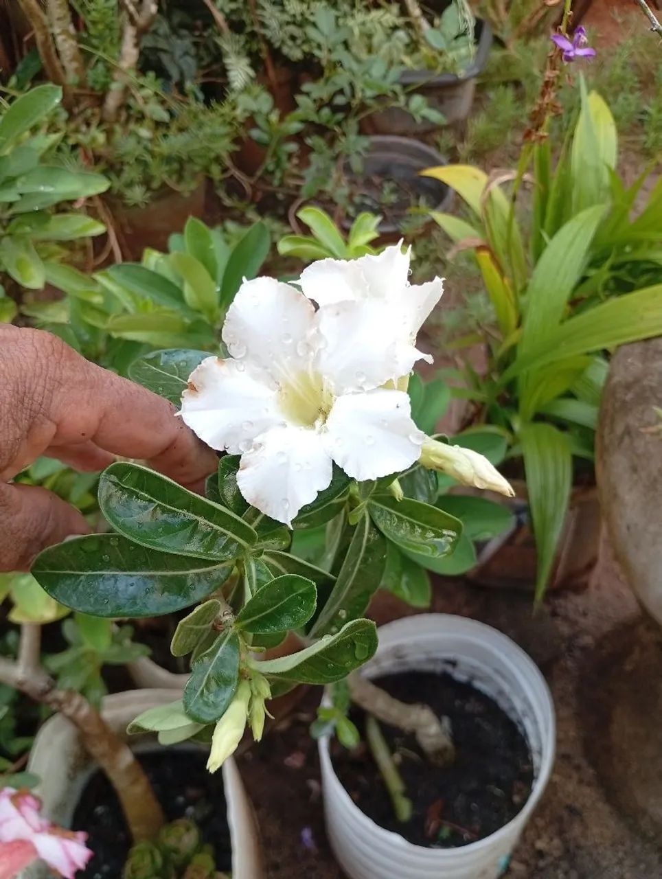 Rosa do deserto 