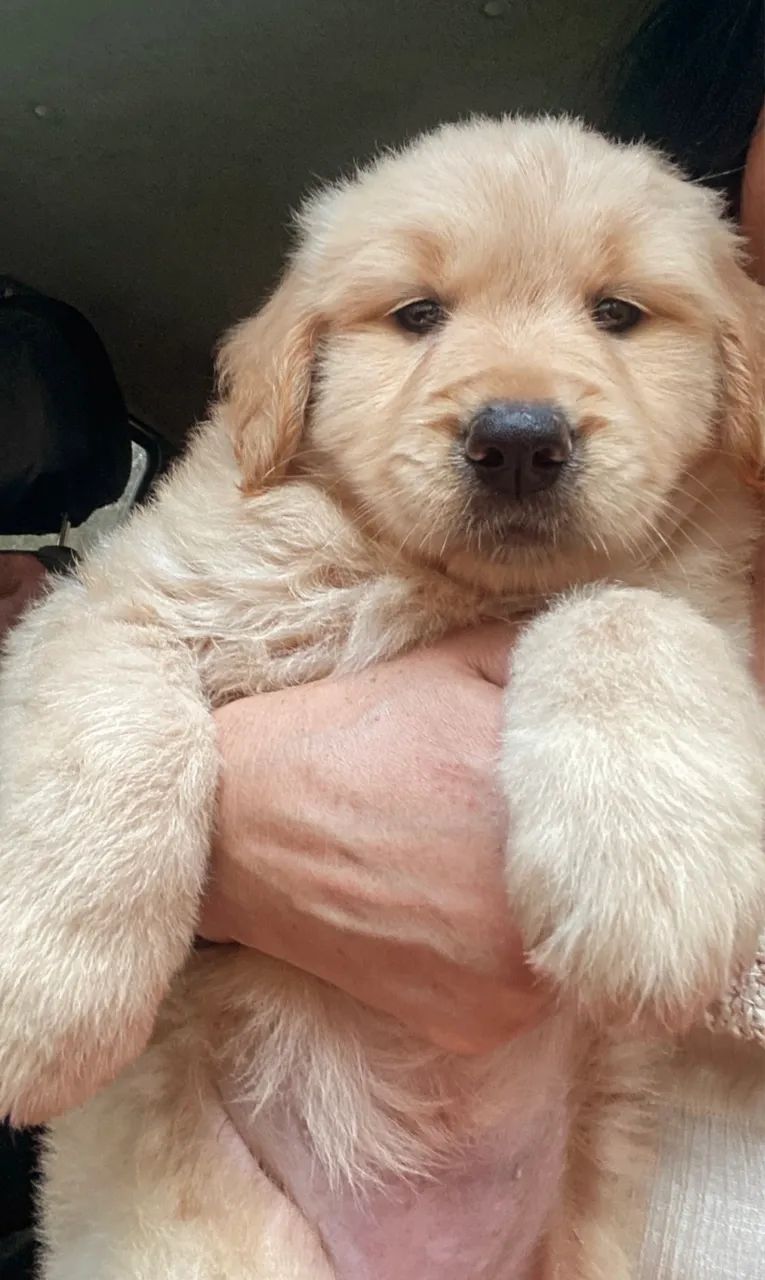 Golden retriever  - Foto 5