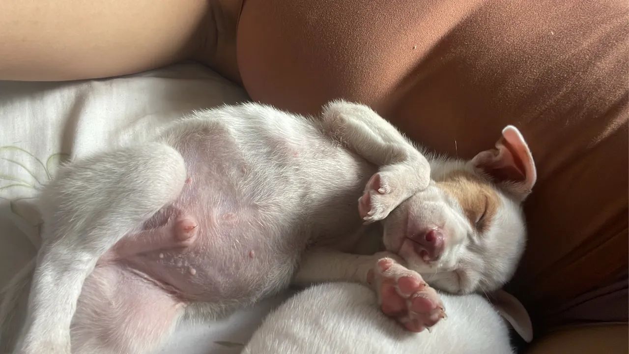 Pitbull filhote 