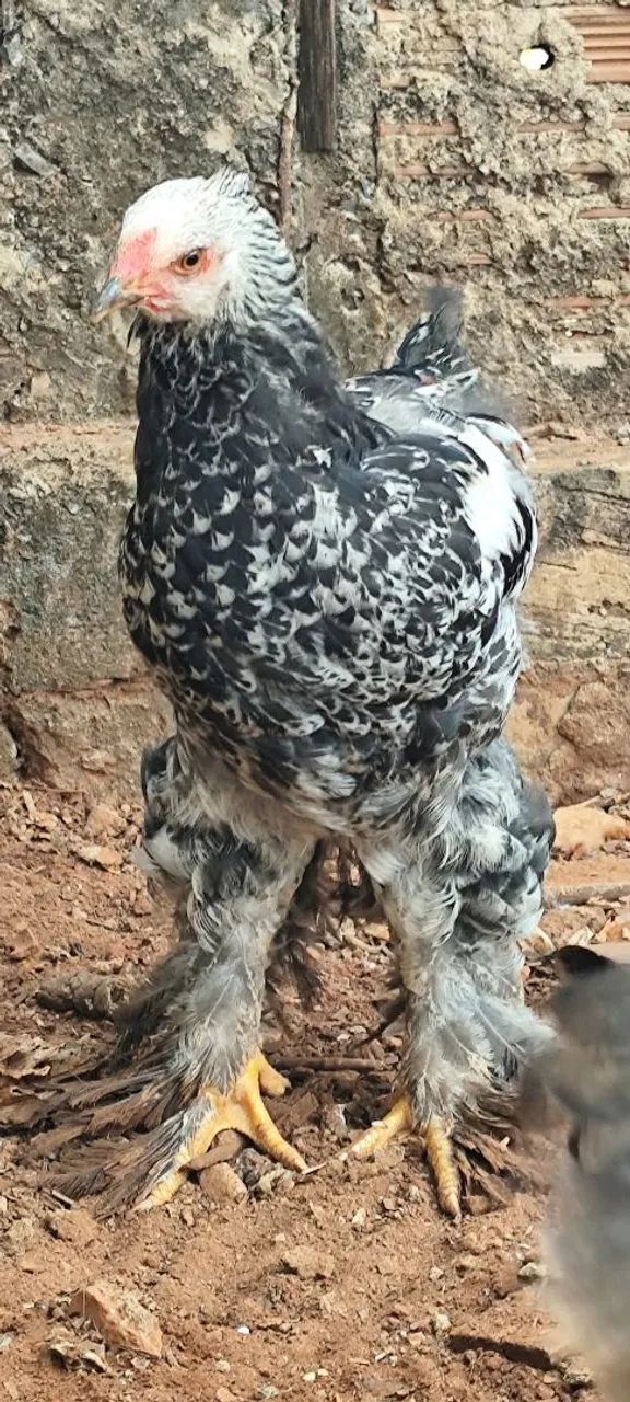 2 franguinhos brahma - Foto 3