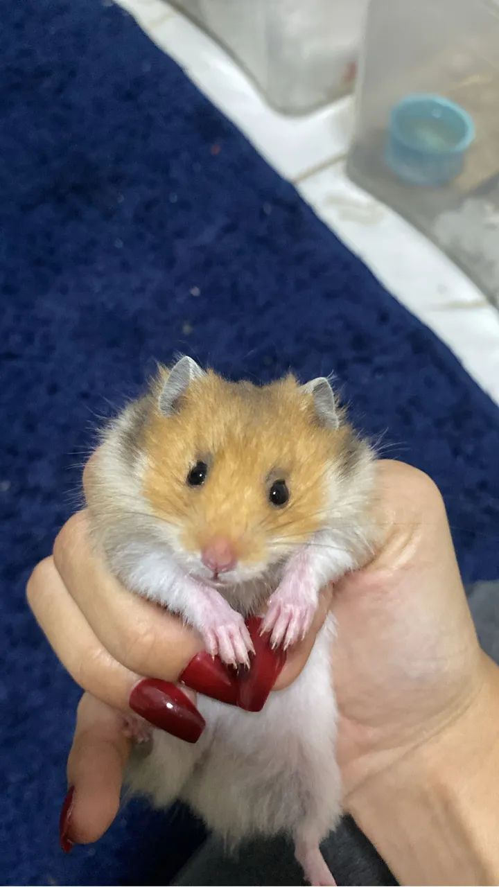 Hamster  - Foto 2
