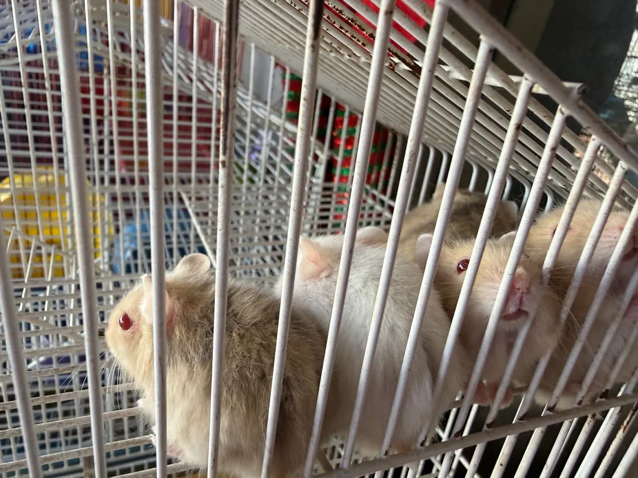 Hamster - Foto 3